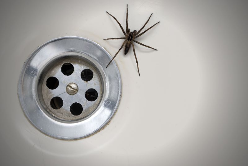 Trapdoor Spider Removal in Denton, TX