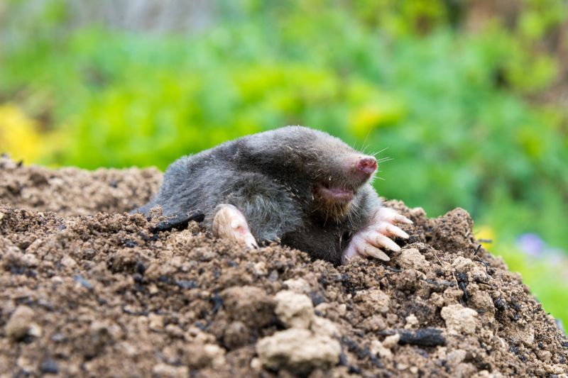 Local Yard Mole Removal pros at work