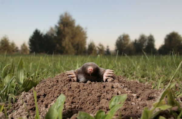 Mole Extermination