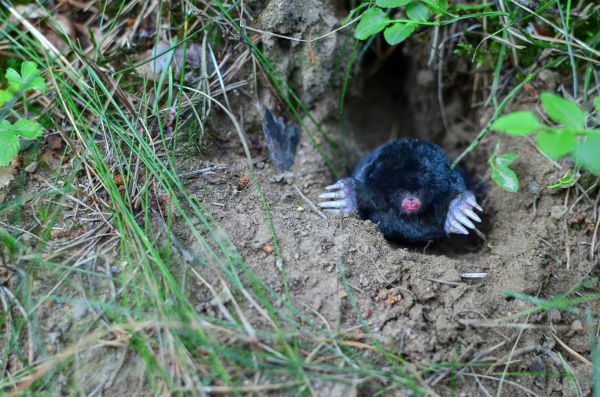 Mole Removal