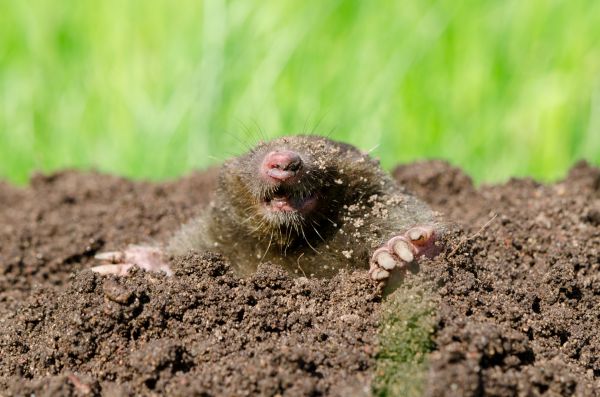Mole Eradication