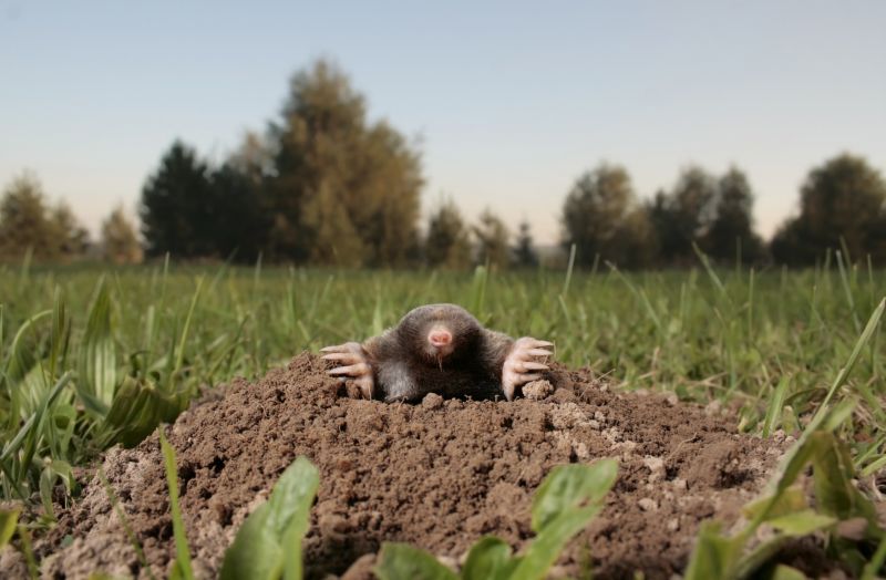 Yard Mole Removal