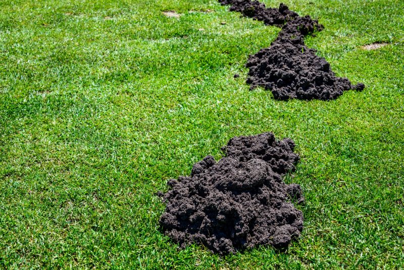 Yard Mole Removal