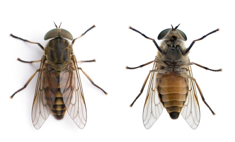 Fly Pest Control in New Braunfels, TX