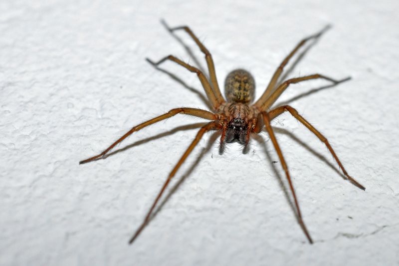 Huntsman Spider Extermination in Katy, TX