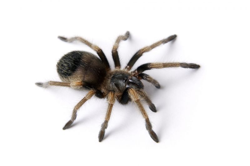 Trapdoor Spider Removal in New Braunfels, TX