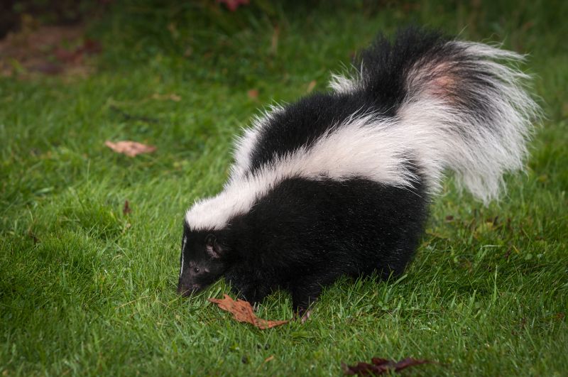 Skunk in Yard