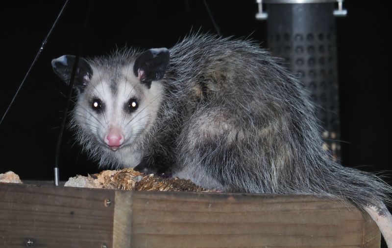 Opossum in Attic
