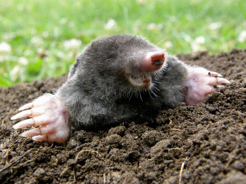 Yard Mole Removal