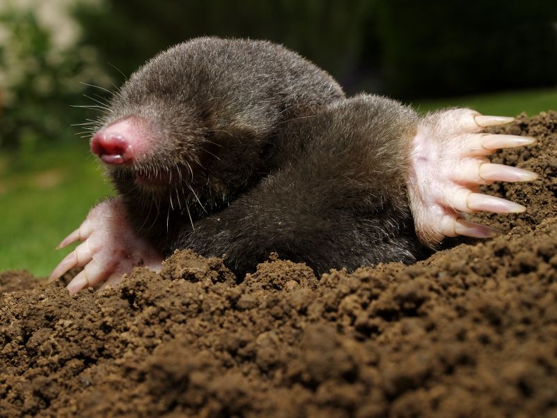 Yard Mole Removal